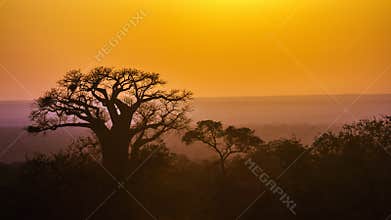 Baobab tree landscape in Kruger National park, South Africa
