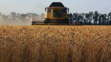 combine harvesting wheat