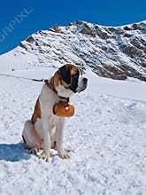St. Bernard dog
