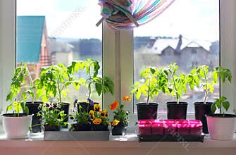 Seedlings in pots on a windowsill