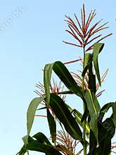 Large Corn Plant