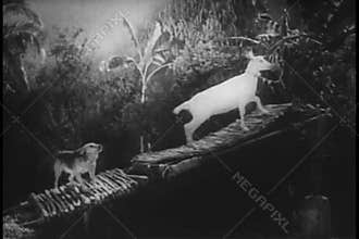 Dog and goat working on makeshift treadmill to churn butter
