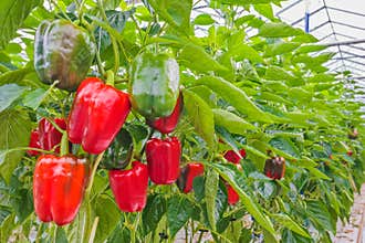 Red bell peppers in a greenhouse