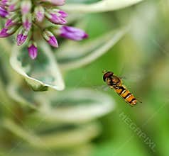 Insect flying