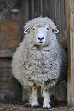 A sheep in a barn