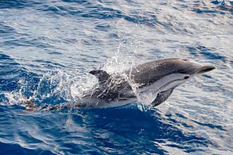 Dolphins while jumping in the deep blue sea