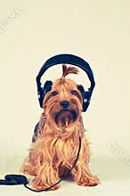 Funny dog with headphones