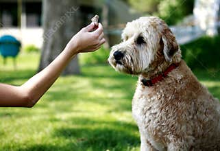 Feeding dog