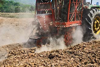Sugar cane cultivate
