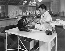 ANIMAL TESTING