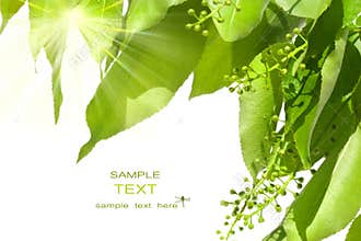 Summer green leaves with sun