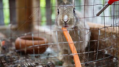 Cute rabbits in a cage eating a carrot .