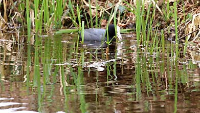 Couple of Eurasian coots, Holland