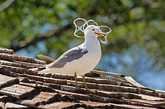 Gull Trapped In Plastic