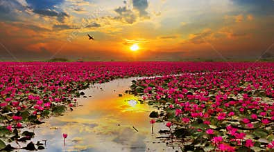 Sunshine rising lotus flower
