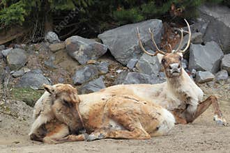 American woodland caribou