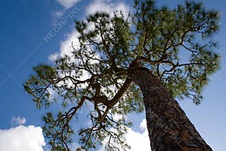 Pine Tree