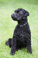 Portuguese water dog