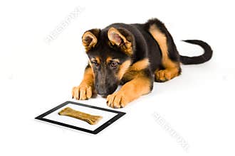 Cute puppy dog looking at bone on a tablet computer