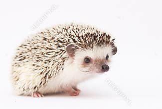 Hedgehog baby white background