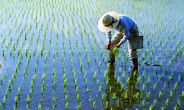 Japanese Farmer Tending The Rice Paddy