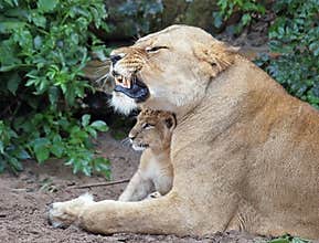 A lioness and her cub