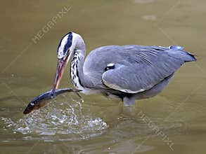 Grey heron