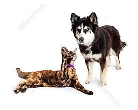 Cat Batting at Angry Dog