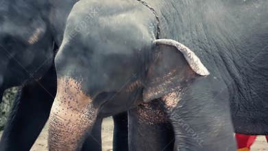 Elephants Forced To Dance Animal Cruelty