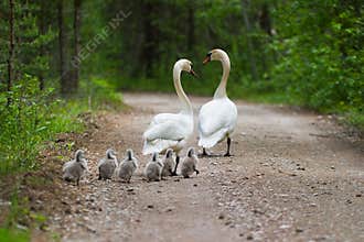 Swans family