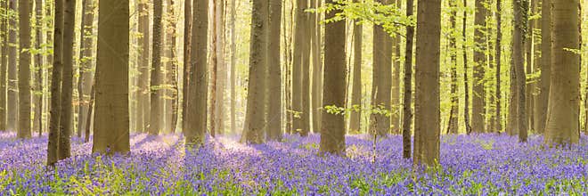 Blooming bluebell forest of in morning sunlight
