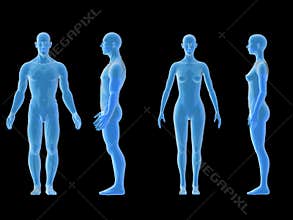X ray human male female body. Anatomy concept. Isolate, 3d render