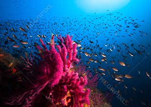Lots of fish in a mediterranean reef