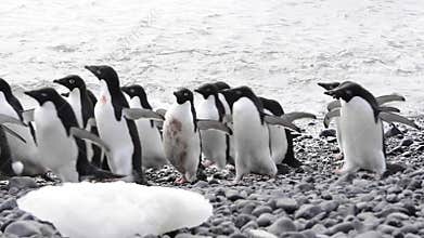 Group of the Adelie Penguins