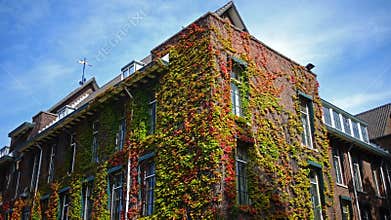 Building wrapped by vegetation