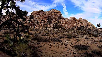 Joshua Tree Desert Scenes