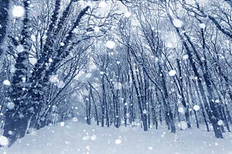 Winter landscape, trees covered in snow