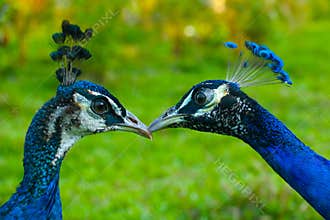 Peafowl