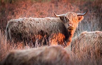 Highland red cattle