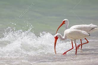 White Ibis
