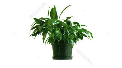 Time-lapse of houseplant reviving and wilting