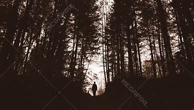 Man in dark pine tree forest
