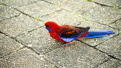 Crimson Rosella Parrot