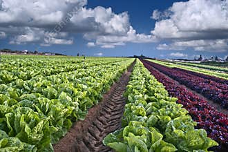 Lettuce field