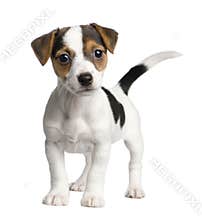 Puppy Jack russell (8 weeks)