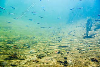 Underwater river landscape with little fish