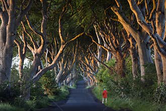 The Dark Hedges - County Antrim - Northern Ireland