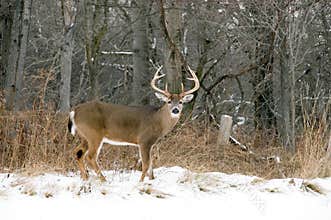 Whitetail Deer Buck