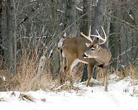 Whitetail Deer Buck