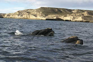 Two Right Whale in Patagonia, Argentina, South America.